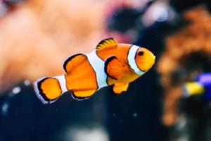 2022年卡塔尔世界杯亚洲区预选赛直播在线观看指南世界杯亚洲区预选赛直播在线观看